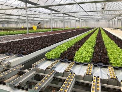 孫橋農業智能化蔬菜工廠建設圓滿完工，苗木產業邁向新紀元