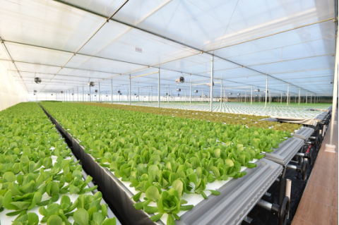 起底京東植物工廠 水培蔬菜安全到“不洗就能吃”，科技如何重塑茶葉種植