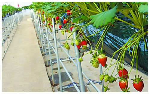 全球植物工廠進(jìn)入量產(chǎn)階段 蔬菜種植的科技革命